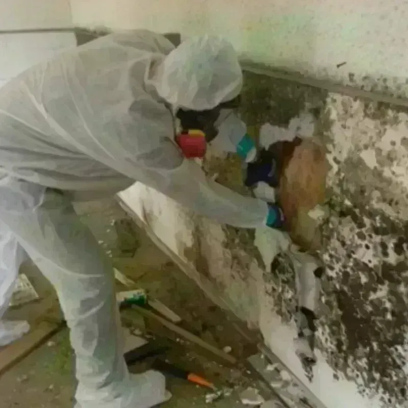 Mold Remediation and Removal in Moorefield, WV